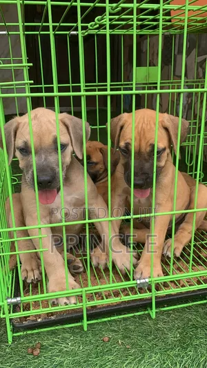 1-3 months Female Purebred Boerboel