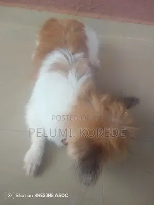 1+ year Male Mixed Breed Lhasa Apso