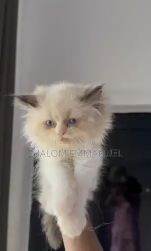 1-3 months Female Purebred Ragdoll