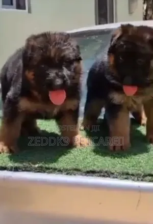 1-3 months Female Purebred German Shepherd