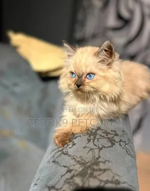 1-3 months Female Purebred Persian