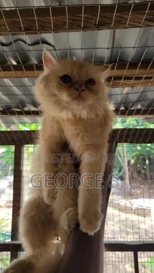 3-6 months Female Purebred Persian