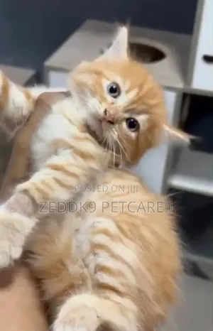 1-3 months Female Purebred Persian