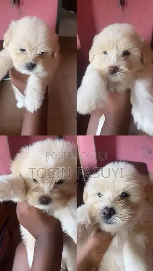 0-1 month Female Purebred Lhasa Apso