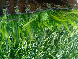 Synthetic Quality Grass Carpet 35mm