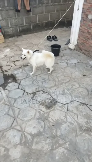 1+ year Female Purebred American Eskimo