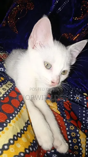 1-3 months Female Mixed Breed Cat
