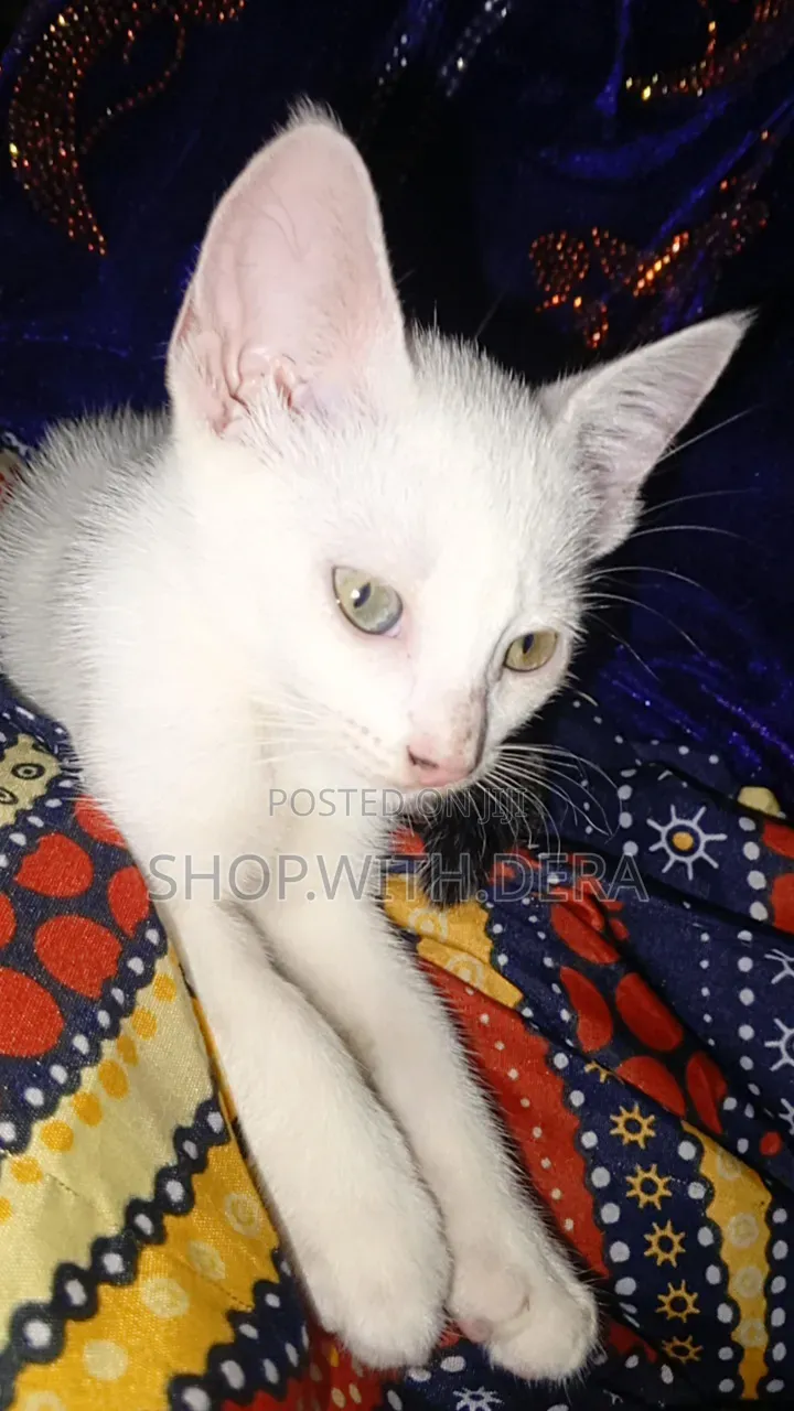 1-3 months Female Mixed Breed Cat