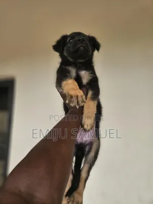 1-3 months Female Purebred German Shepherd