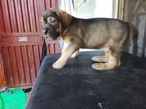 1-3 months Male Purebred Boerboel