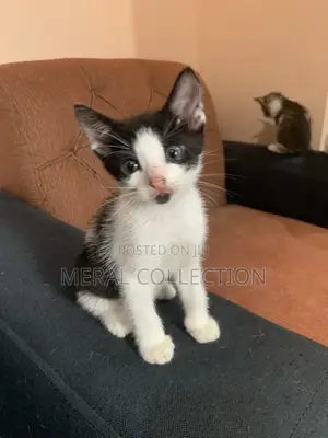 1-3 months Female Mixed Breed British Shorthair