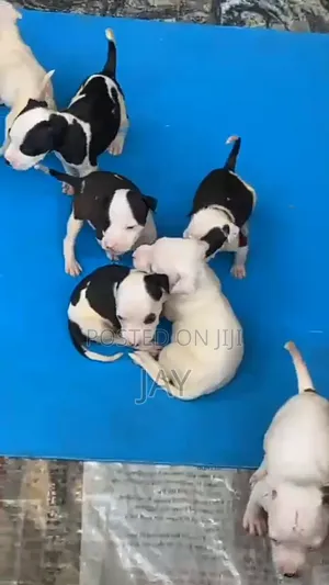 1-3 months Female Purebred American Pit Bull Terrier