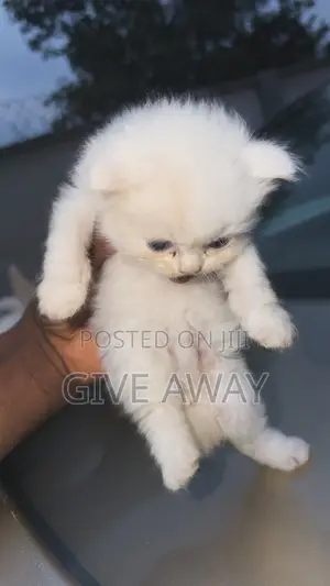 0-1 month Female Purebred Persian