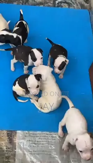 1-3 months Female Purebred American Pit Bull Terrier