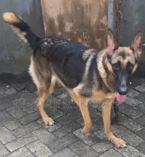 6-12 months Female Purebred German Shepherd