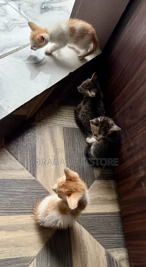 0-1 month Female Mixed Breed Cat