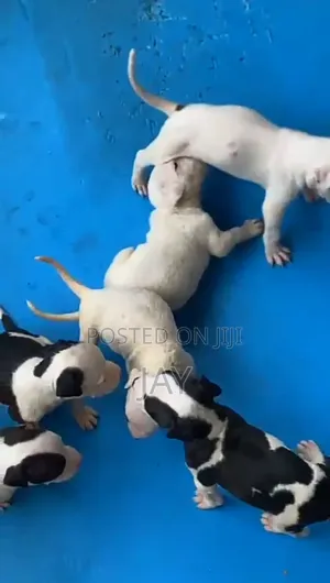 1-3 months Female Purebred American Pit Bull Terrier