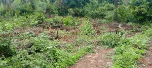 Land Property