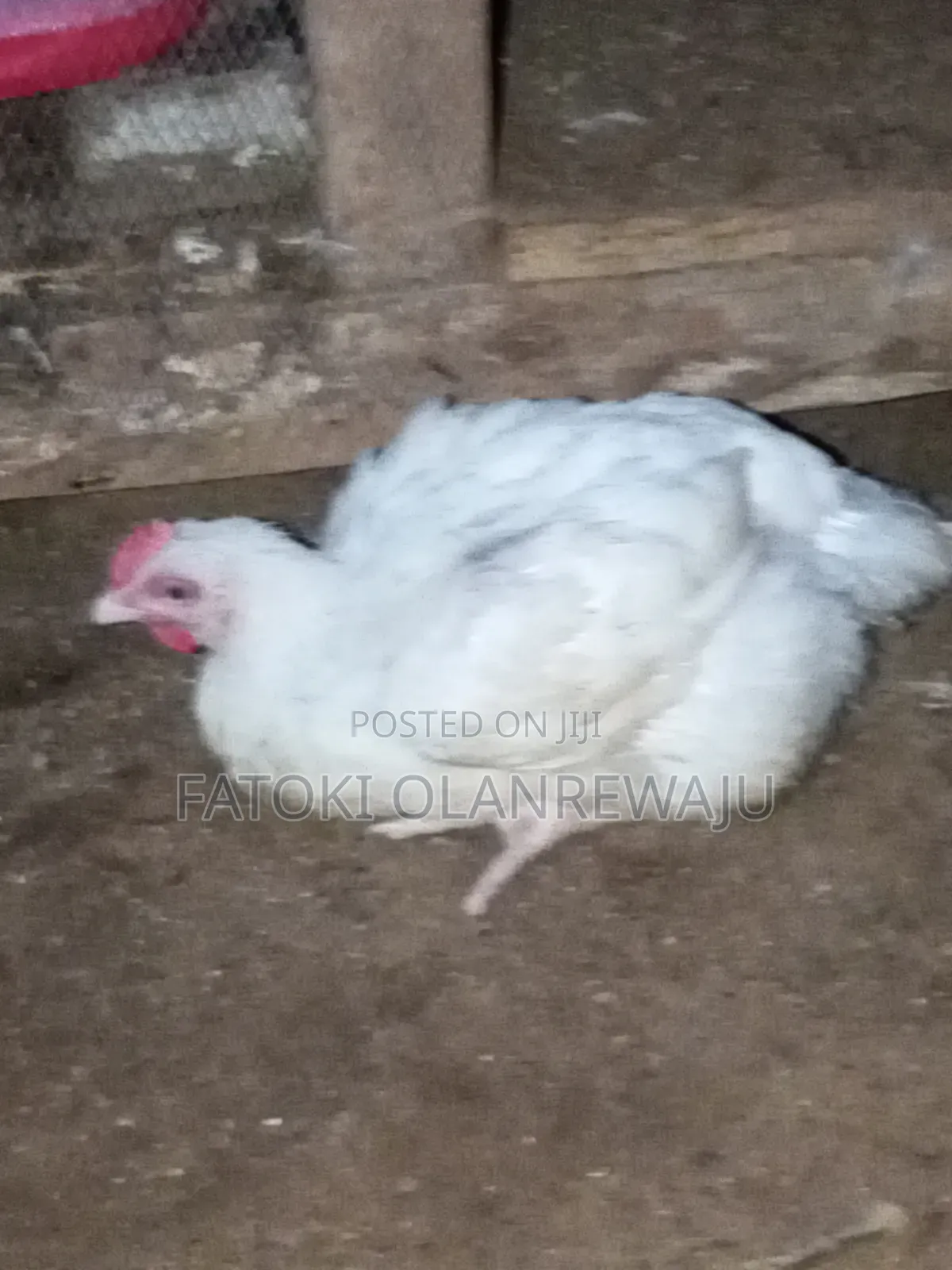 Poultry Chicken