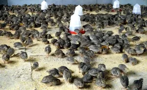 Healthy Quails Point of Lay – Currently Laying Every Day