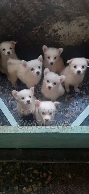 1-3 months Female Purebred American Eskimo