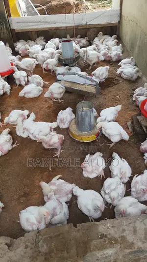 Chicken for Sale