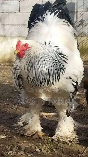 Pure Breed Day Old Brahma Chicken