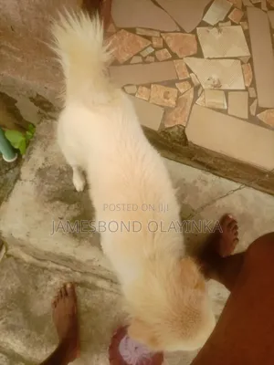 1+ year Male Purebred American Eskimo