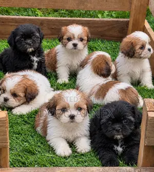 1-3 months Female Purebred Lhasa Apso