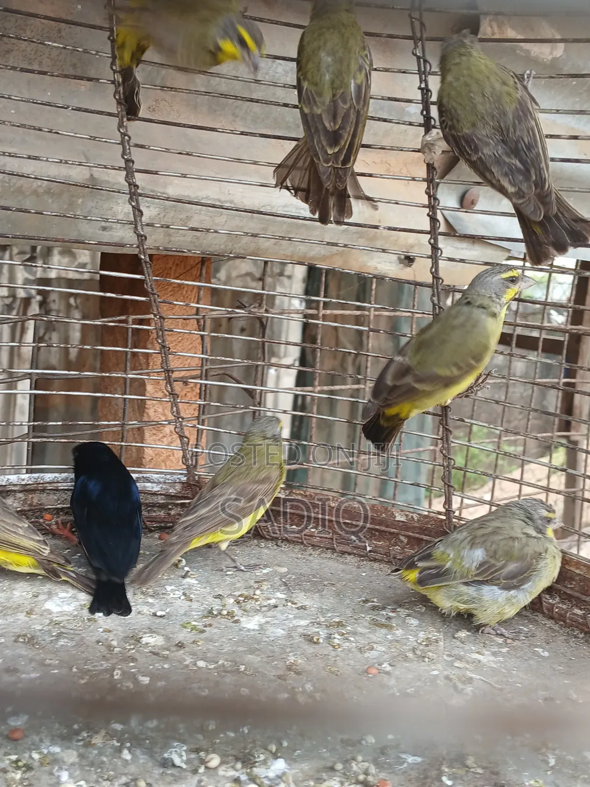 African Canary Bird