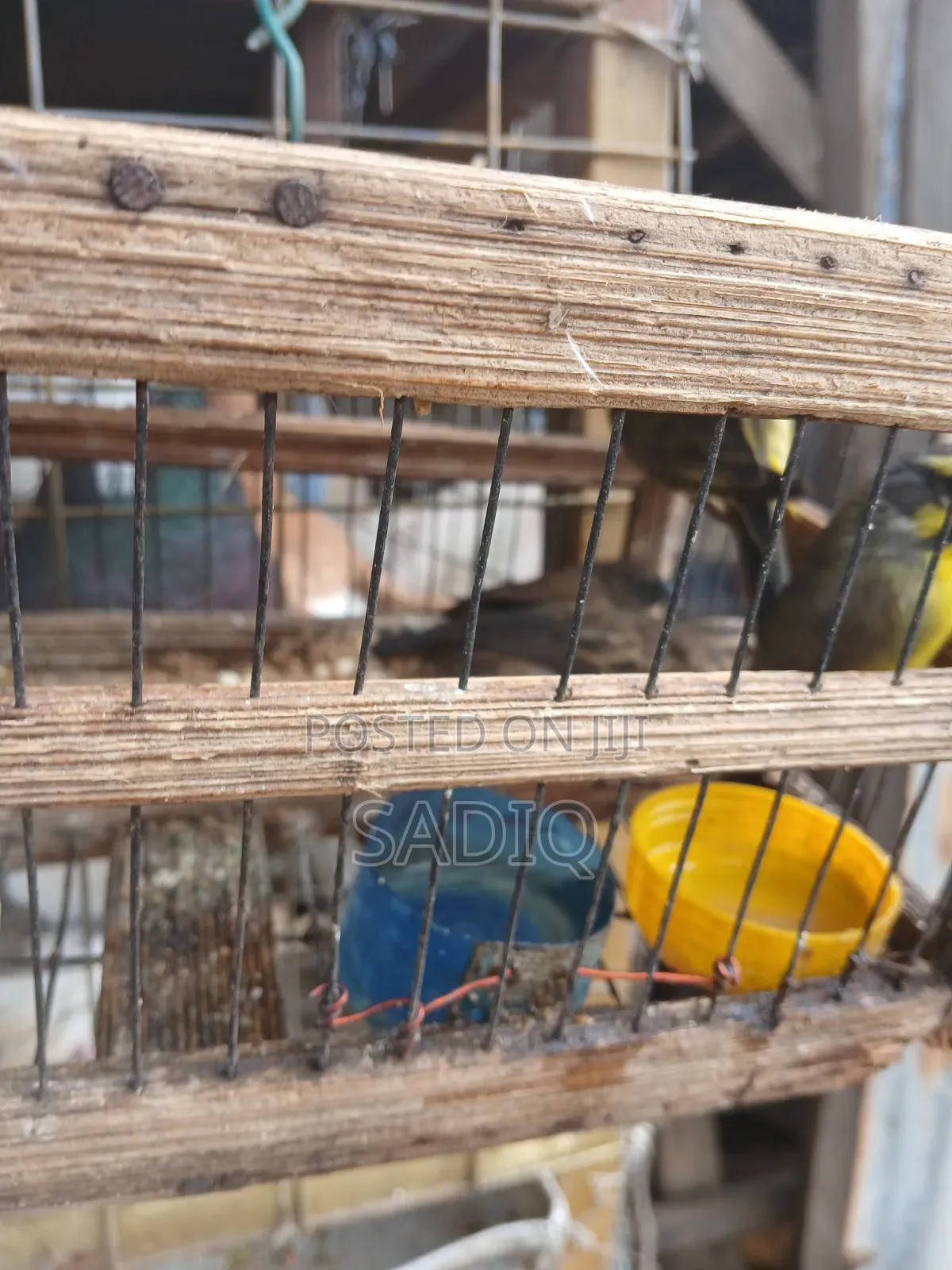 African Canary Bird