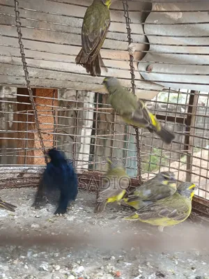 African Canary Bird