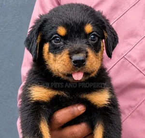 1-3 months Male Purebred Rottweiler