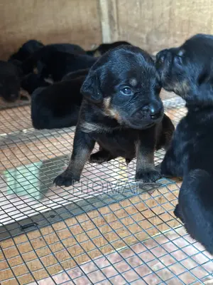 0-1 month Female Purebred Rottweiler