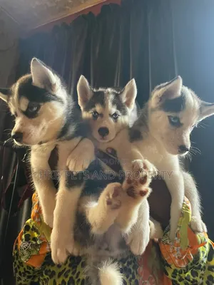1-3 months Male Purebred Siberian Husky