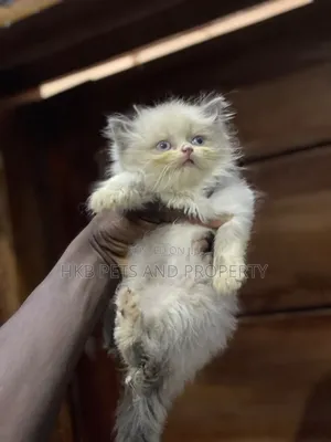 1-3 months Male Purebred Persian