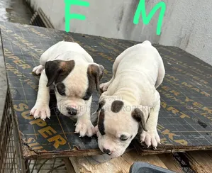 1-3 months Female Purebred American Pit Bull Terrier