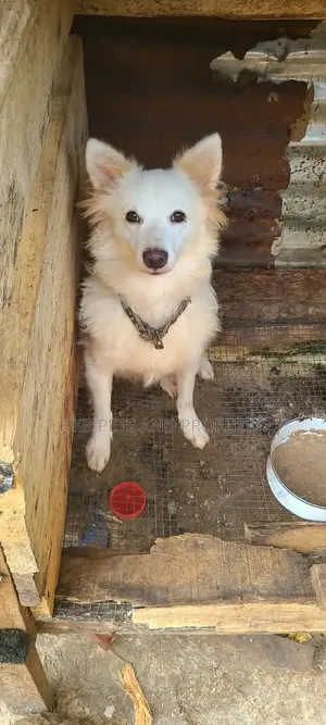 6-12 months Male Purebred American Eskimo
