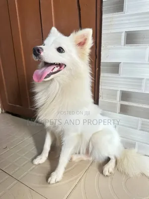 6-12 months Male Purebred American Eskimo