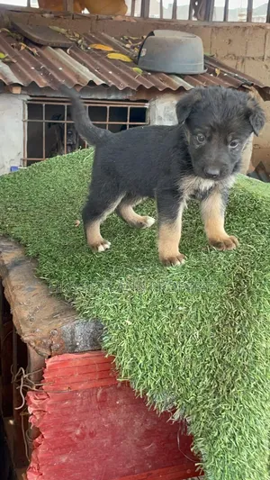 1-3 months Male Purebred German Shepherd