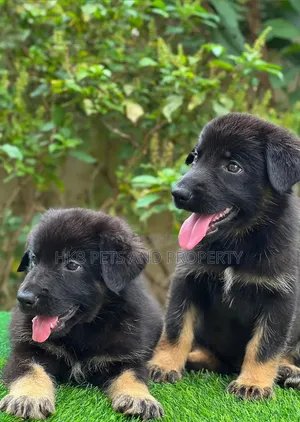 1-3 months Male Mixed Breed German Shepherd