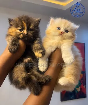 1-3 months Male Purebred Persian