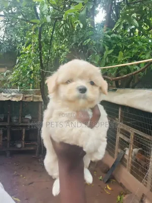 1-3 months Female Purebred Lhasa Apso