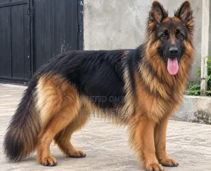 1+ year Male Purebred German Shepherd