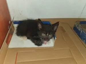 1-3 months Male Purebred American Shorthair