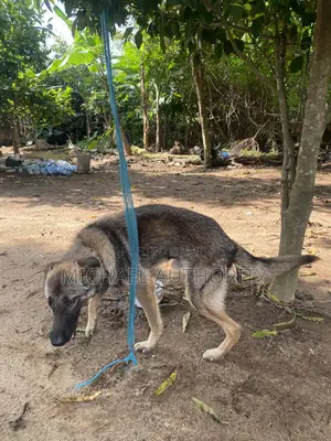 1+ year Male Purebred German Shepherd