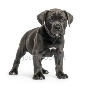 1-3 months Male Purebred Cane Corso
