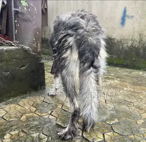 1+ year Male Purebred Caucasian Shepherd