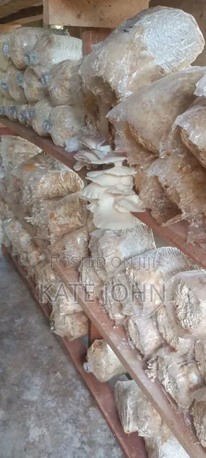Mushroom Ready to Fruit Bags