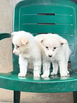 0-1 month Female Purebred American Eskimo